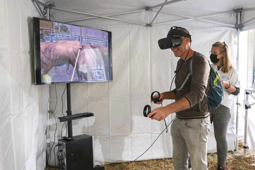 Les Pyrénéennes réalité virtuelle contention bovins