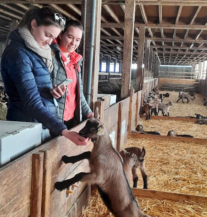 Anna et Mathilde maine et loire chèvres