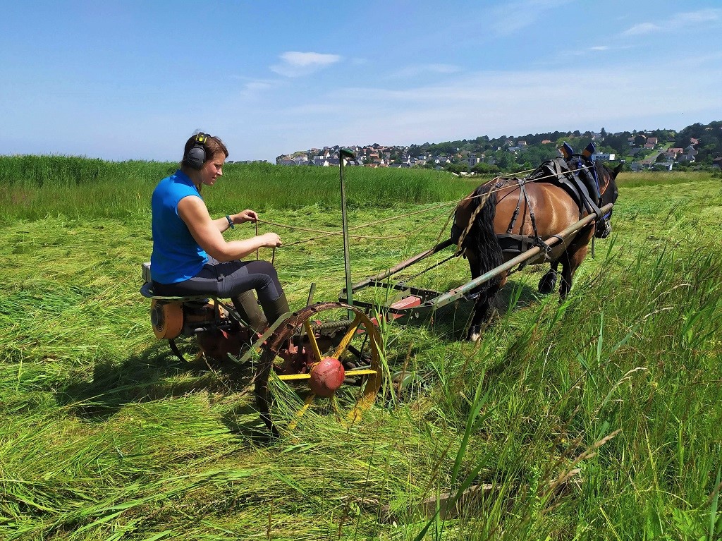 Louise Drieux cheval traction fauchage marais Normandie -Bruno Buttard